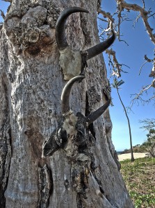 Two of the most prominent cow sacrifices nailed to a tree near the sacred stones.